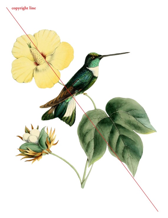 Colibri Tatouage Temporaire