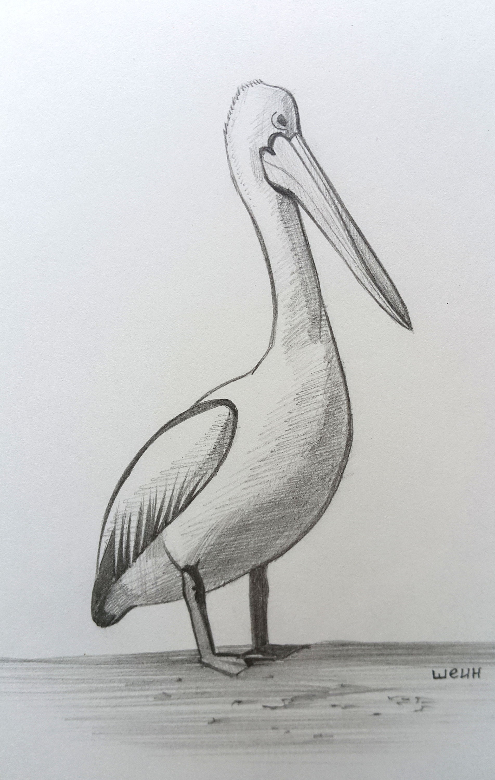 Small Drawing Pelican Pencil Drawing Minimalist Art Bird Etsy Australia