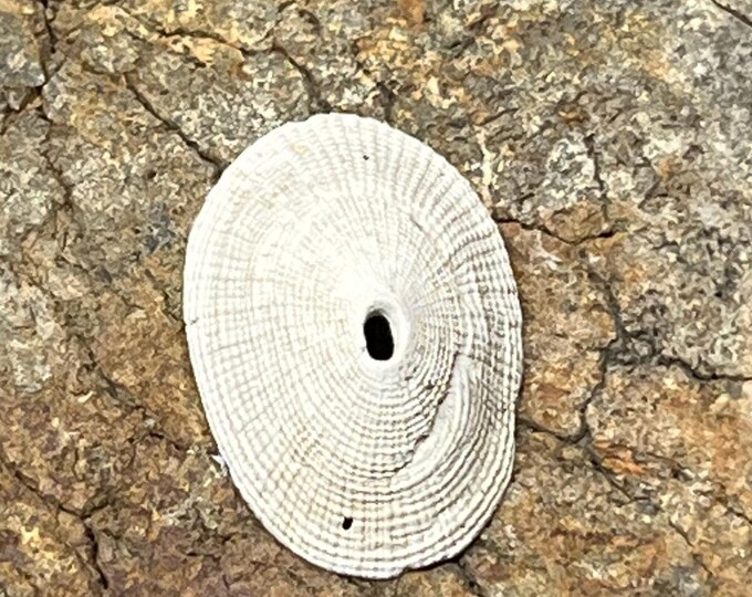 Fossilized Keyhole Limpet Shell From the Choptank Formation of Calvert ...