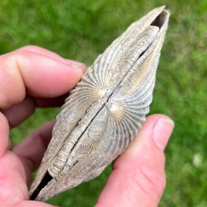 Fossilized Pathological Chesapecten Shell (both halves) Rocky Point, Maryland