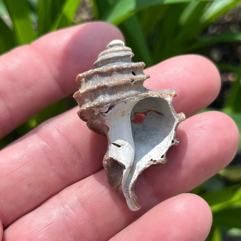 SunriseFossils - Etsy