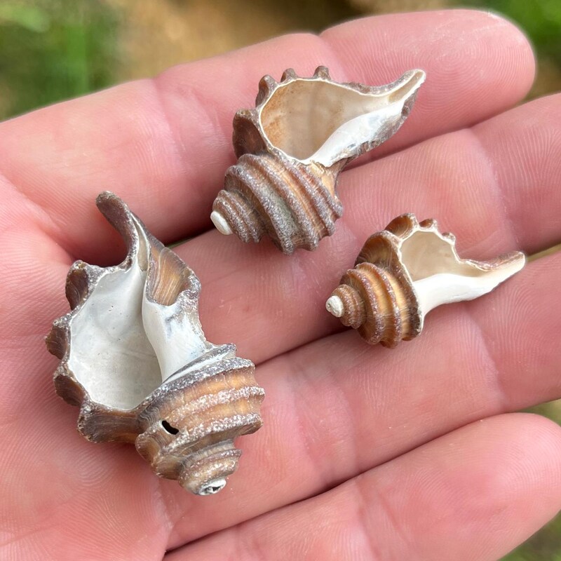 SunriseFossils - Etsy
