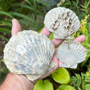 May include: Three natural scallop shells with ribbed textures and weathered gray and beige tones. The largest shell is smooth, while the two smaller shells feature clusters of barnacles attached to their upper surfaces, showing organic detail.