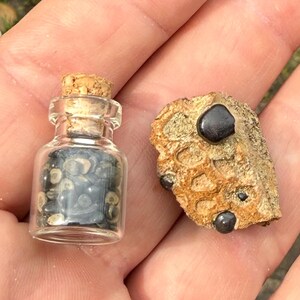 May include: A small glass bottle with a cork stopper, filled with small, patterned stones, sits next to a piece of rough, tan-colored rock with dark, round inclusions. The items are displayed in a person's open hand.