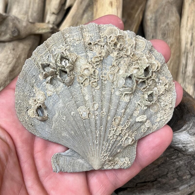 SunriseFossils - Etsy