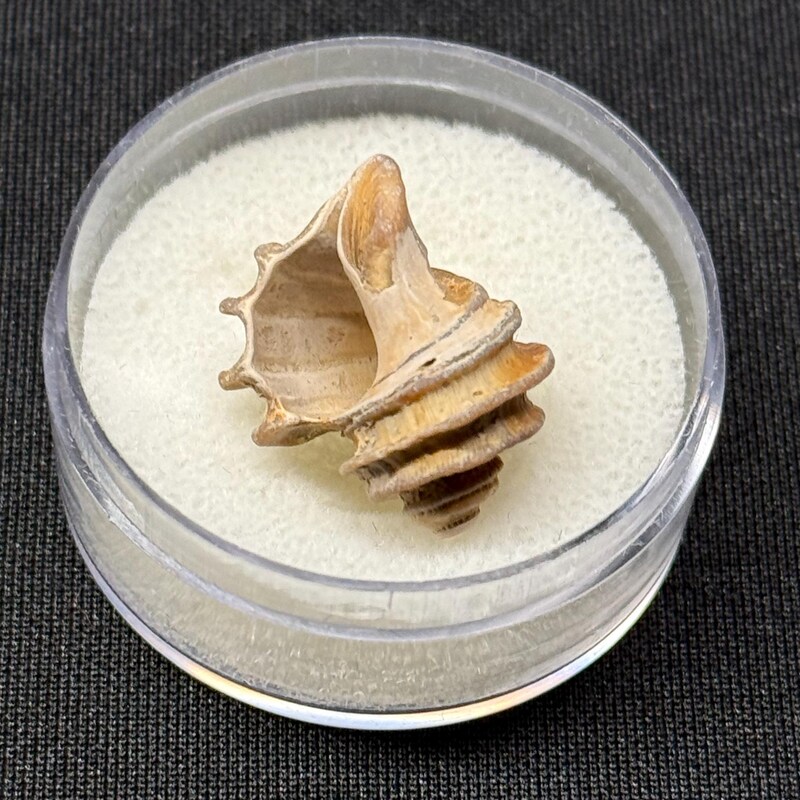SunriseFossils - Etsy