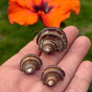 3 Ecphora Shells, Maryland State Fossil, St. Mary’s formation, Drum Point, Maryland