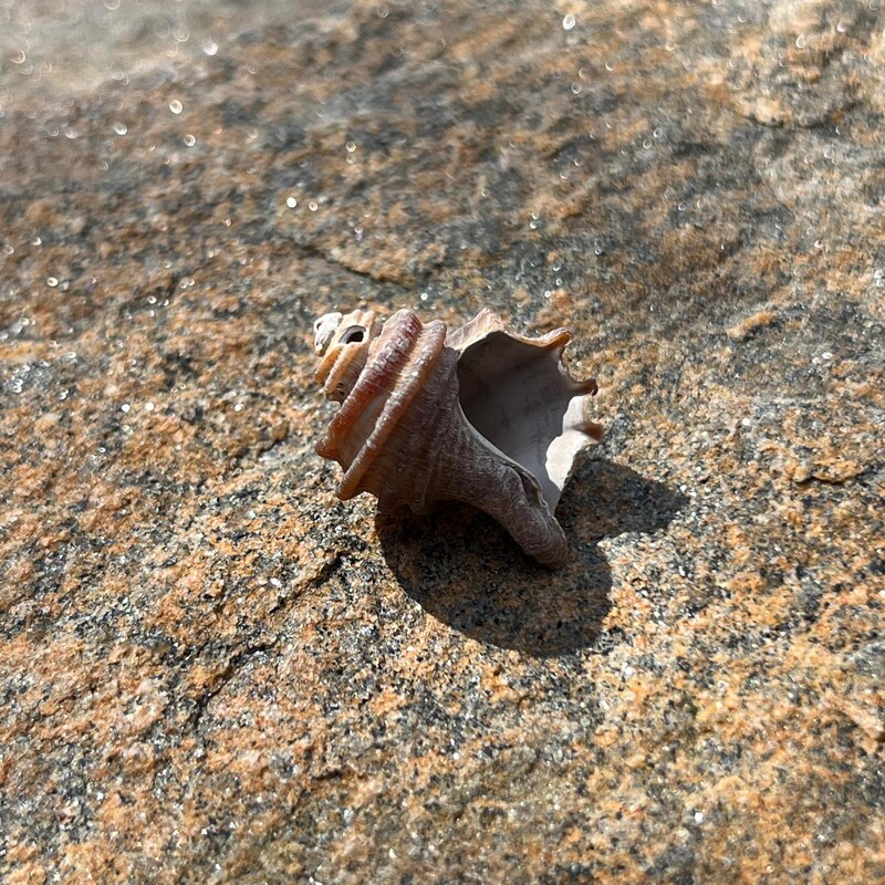 SunriseFossils - Etsy