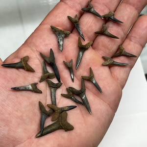 20 Fossilized Goblin/Sand Tiger Shark Teeth, Paleocene, Maryland
