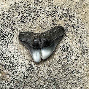 Fossilized Pathological Split Tip Bull Shark Tooth From Virginia