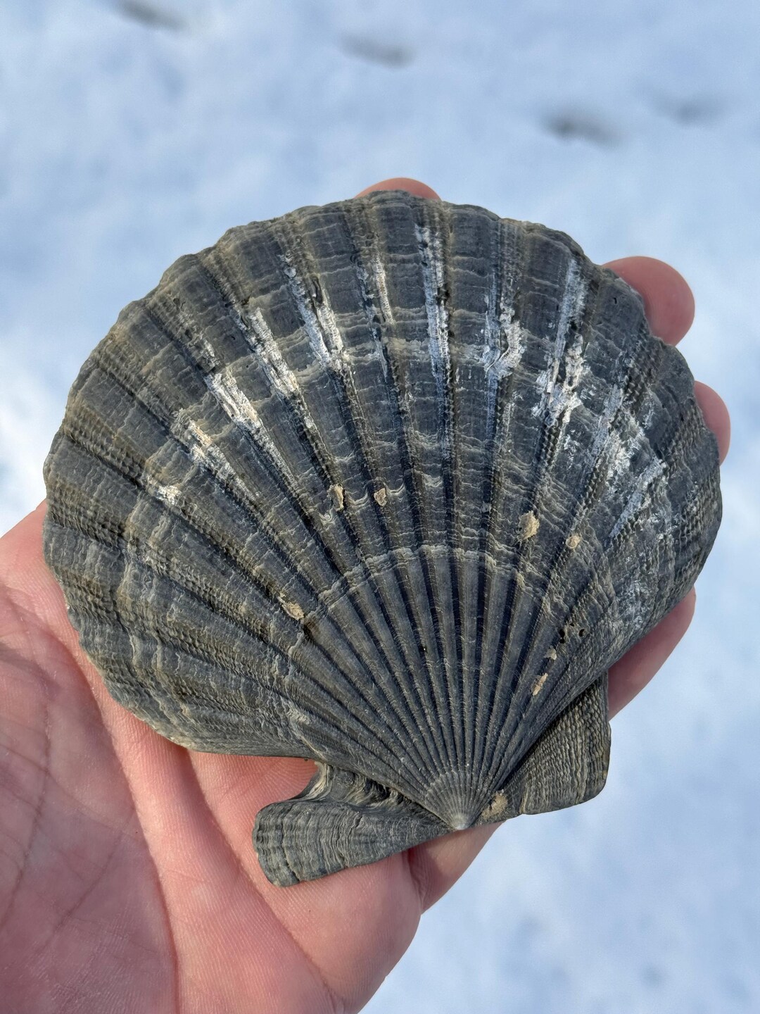 Fossilized Chesapecten Shell, St. Mary’s Formation,calvert Cliffs ...