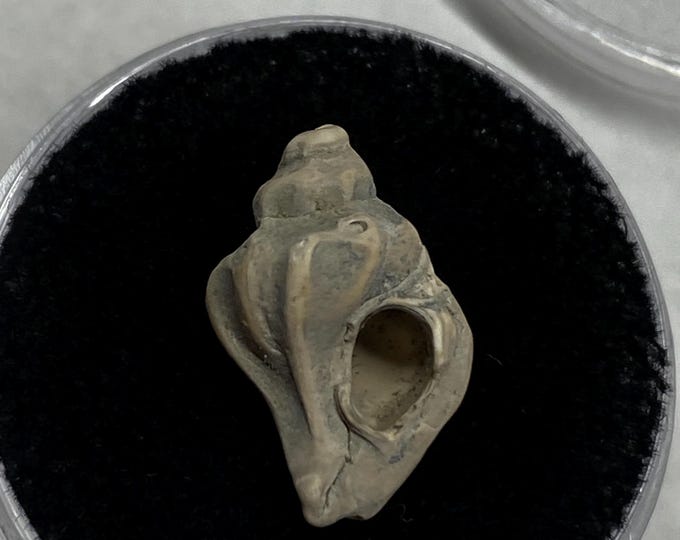 Fossilized Typhis Acuticosta Murex Shell, St. Mary’s Formation of ...