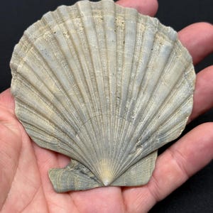 Fossilized Pathological Chesapecten Shell, (Rib Pathology) St. Mary’s Formation, Calvert Cliffs, Maryland