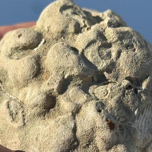May include: Close-up of a beige fossil with a rough, textured surface. The fossil has rounded shapes and intricate patterns, possibly of marine origin. The background is a blurred blue sky.