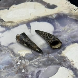 May include: Two fossilized teeth, likely from a prehistoric animal, are displayed against a backdrop of a polished stone surface. The teeth are dark brown with visible ridges and a pointed tip. The stone surface has a mix of white, gray, and blue hues.