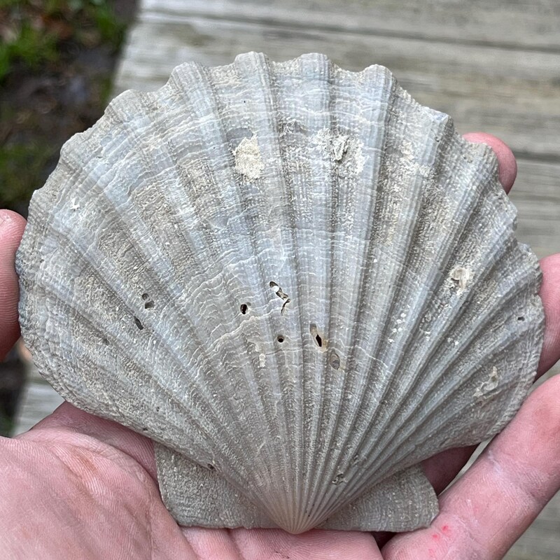SunriseFossils - Etsy