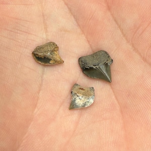 3 Fossilized Cretaceous Crow Shark Teeth From New Jersey