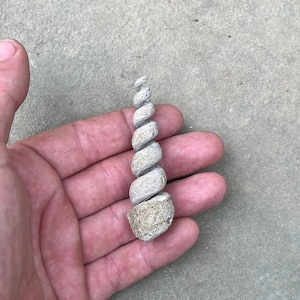 Large Fossilized Turritella Steinkern, Paleocene in Age, Potomac River, Maryland
