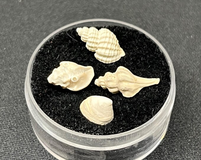 Fossilized Whelk, Cup and Saucer, Mud Snail, and Murex Shell Collecrion ...