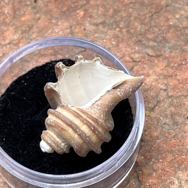 SunriseFossils - Etsy