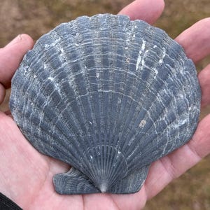 Puede incluir: Una gran concha de vieira gris con una superficie texturizada y crestas radiales. La concha se sostiene en una mano abierta, mostrando su forma y color naturales. La superficie de la concha tiene sutiles marcas blancas.
