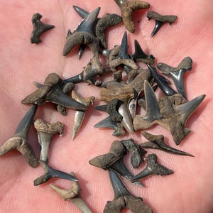 35 Mixed Fossilized Paleocene Shark Teeth From Charles County, Maryland