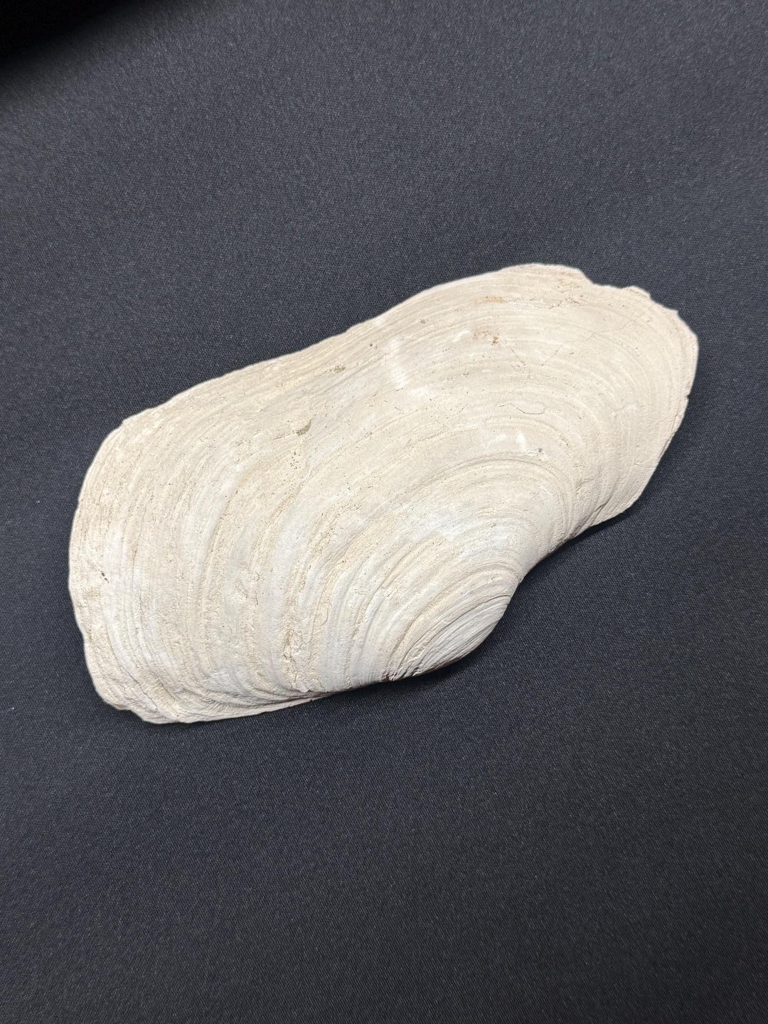 Fossilized Geoduck Shell, Miocene, Choptank Formation, Calvert Cliffs ...