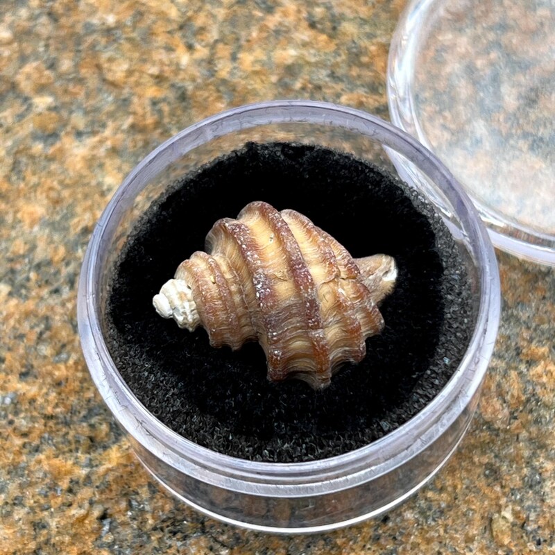 SunriseFossils - Etsy
