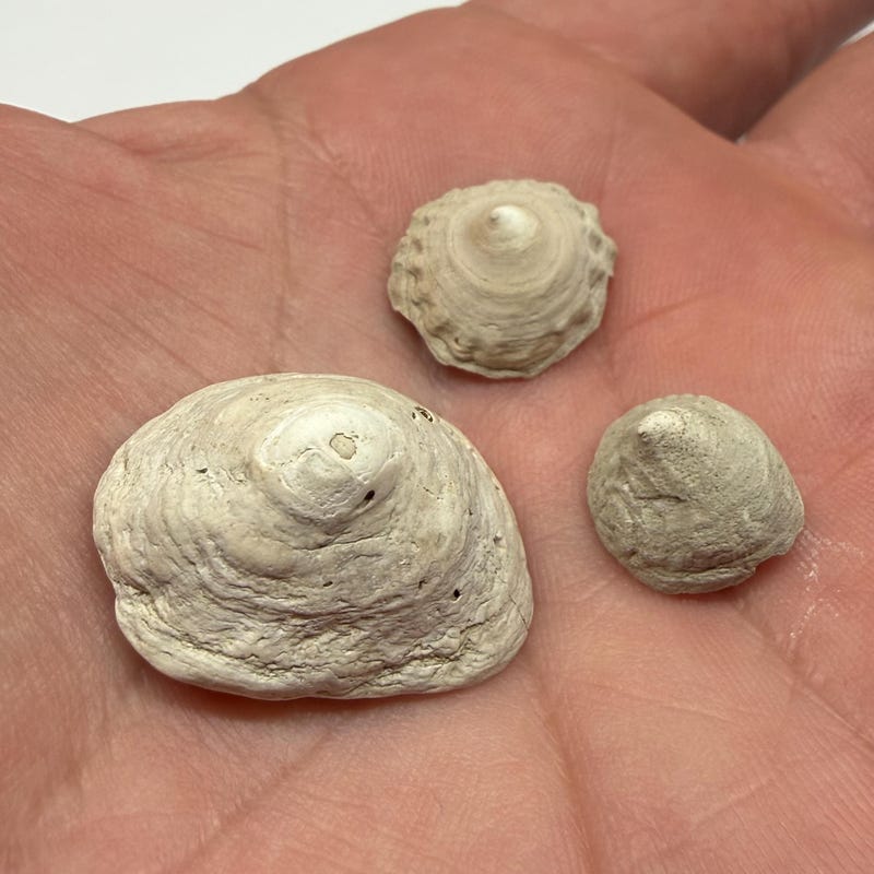 SunriseFossils - Etsy