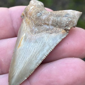 2.5” Fossilized Angy From Summerville South Carolina
