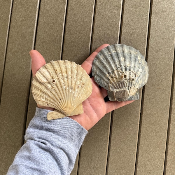 2 Fossilized Chesapecten Shells, Choptank Formation, Calvert Cliffs, Maryland