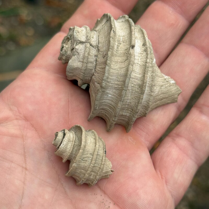 SunriseFossils - Etsy