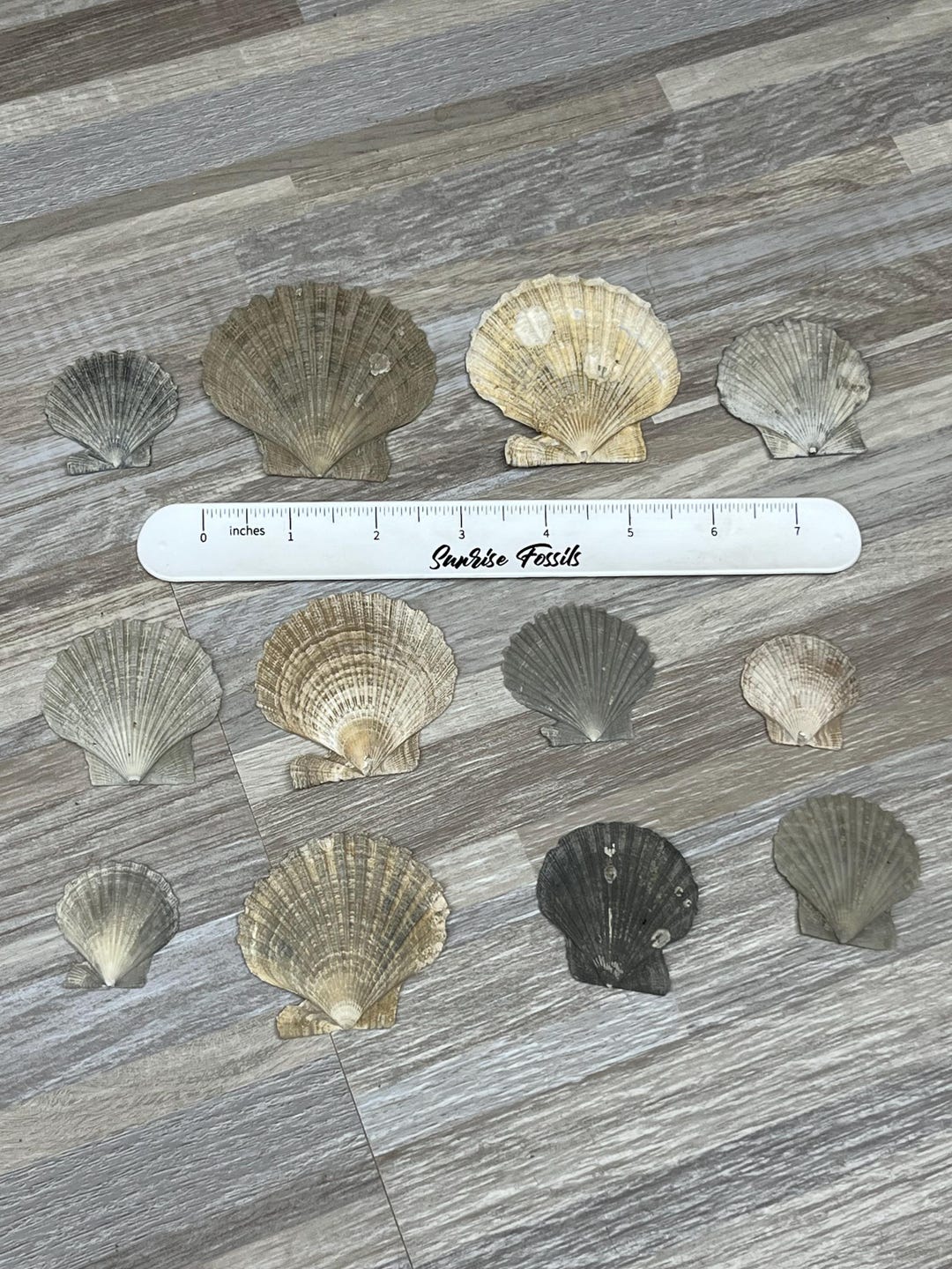 12 Fossilized Chesapecten Shells From the Choptank Formation of Calvert ...
