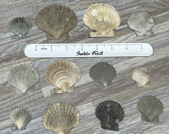 12 Fossilized Chesapecten Shells From the Choptank Formation of Calvert ...