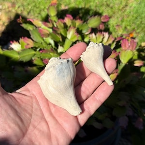 May include: Two light-colored seashells with textured surfaces. One shell is larger and more intact, while the other is smaller and broken. The shells are held in a hand, with a blurred background of green foliage.