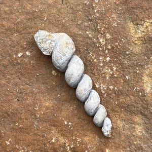 Large Fossilized Turritella Steinkern, Paleocene in Age, Potomac River, Maryland