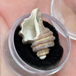 Fossilized Ecphora Shell, Maryland State Fossil! Comes with ID card and Gem Jar