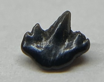 Fossilized Rare Nurse Shark Tooth, Ginglymostoma cf subafricanum, Charles County, Maryland Paleocene