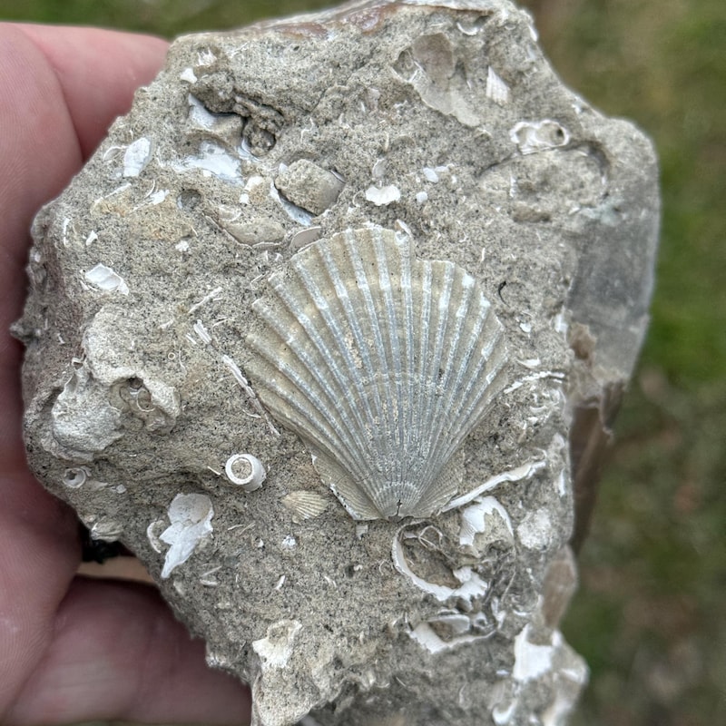 SunriseFossils - Etsy