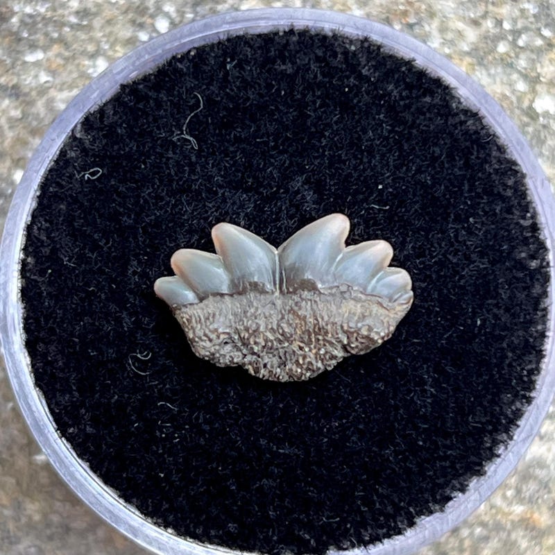 SunriseFossils - Etsy