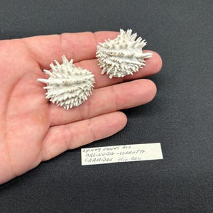 May include: Two off-white, spiny Arcinella cornuta shells, also known as Spiny Jewel Box shells. A small white rectangular label is present with the handwritten text: Spiny Jewel Box, ARCINELLA-CORNUTA, CHAMIDAE Plio-Rec.