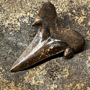 Fossilized Otodus Obliqus from Maryland, Paleocene in age