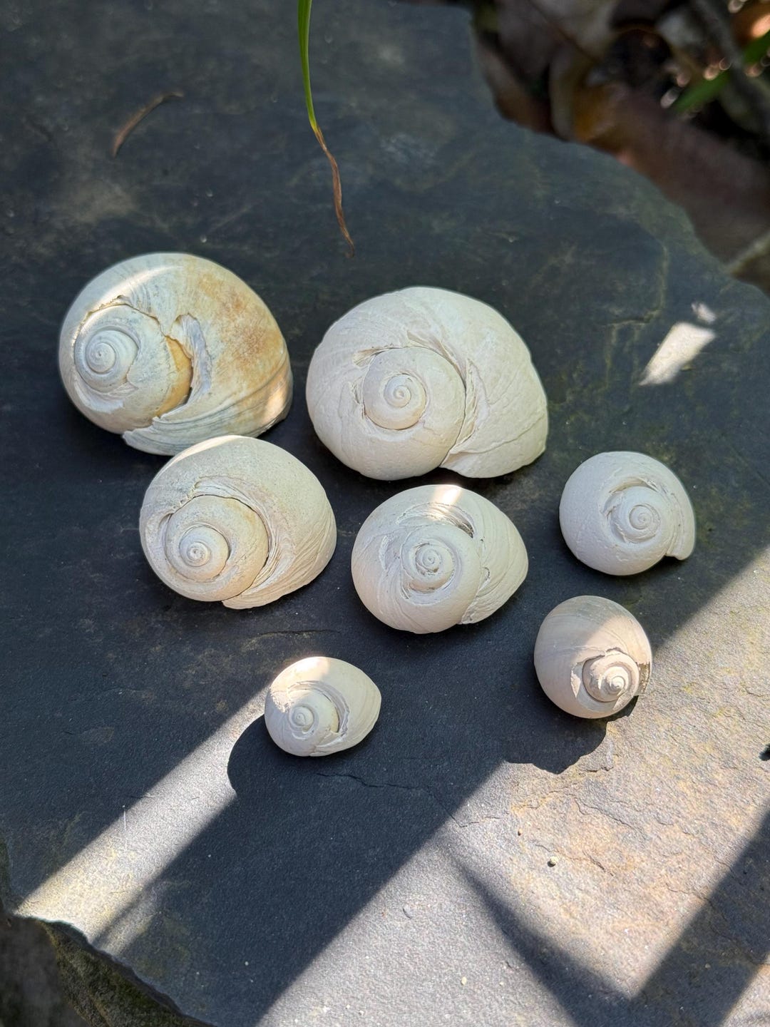 7 Fossilized Moon Snail Shells, Choptank Formation, Calvert Cliffs ...