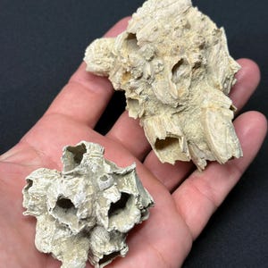 May include: Two clusters of fossilized barnacles with a rough, beige, and off-white textured surface. The specimens feature multiple hollow, cone-shaped openings and irregular, calcified ridges across their exterior, showing natural wear.