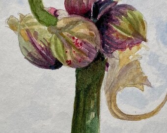 Original Onion Watercolor Painting, Red & Green Artwork, 4x6in Watercolor Wall Art, Onion Art, Botanical Vegetable Art Chinese Walking Onion