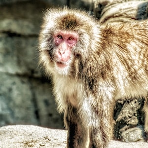 Snow Monkey Wall Art | Japanese Macaque Photography Print | Wildlife Nature Decor | Primate Portrait for Home or Office