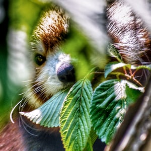 Red Panda Photography Print | Endangered Wildlife Portrait | Nature Wall Art from the Himalayas | Ailurus fulgens