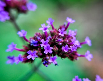 Purple Flower Large Wall Art Photography Print Verbena Vervain Macro Garden Close Up Purple top Verbenaceae Plant Garden Nature Flor Decor