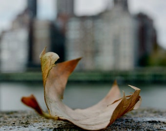 Art mural feuille d'automne à New York | Impression de photographie d'érable d'automne | Manhattan Nature Macro, décoration d'intérieur paysage urbain de New York