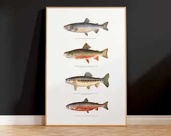 Illustration vintage de truite Impression artistique